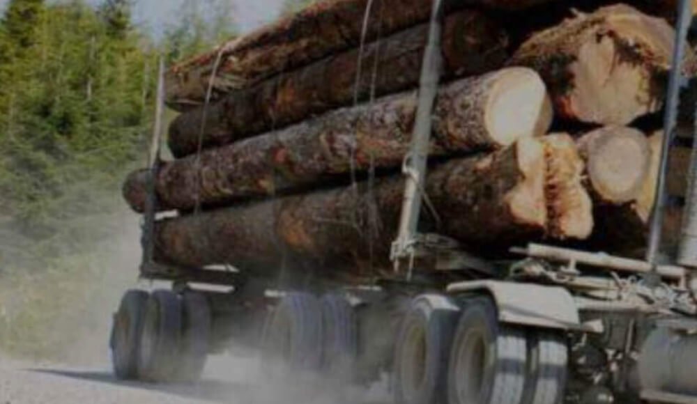 logs in the back of a logging truck